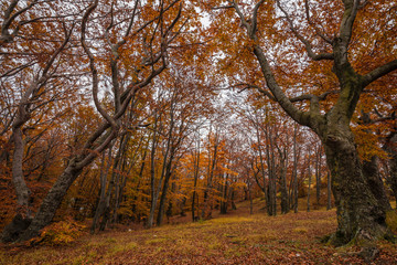 Autumn forest and nature colours