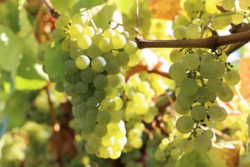 Weiße Weintrauben an Reben