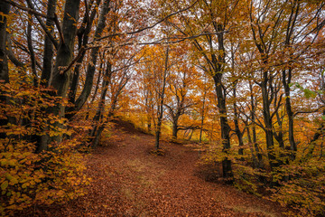 Autumn forest and nature colours