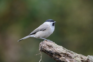 Marsh tit,  Poecile palustris