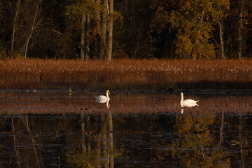 Fall morning at a pond with birds