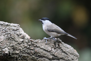 Marsh tit,  Poecile palustris