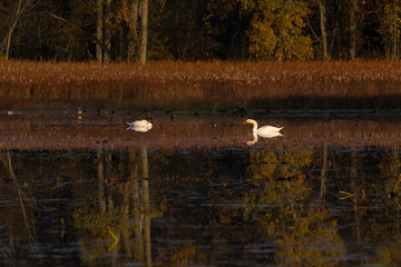 Fall morning at a pond with birds