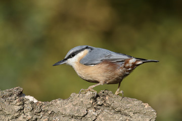 Nuthatch,  Sitta europaea