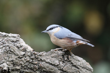 Nuthatch,  Sitta europaea