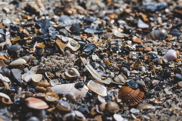 Shell Mosaic
