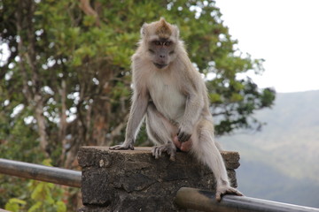 monkey