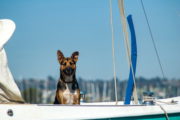 Dog sits on boat in marina