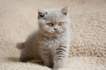 british shorthair kitten 2 month's old, indoor