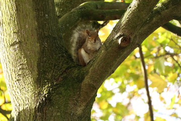 squirrel