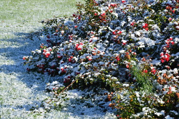Rote Rosen im Park unter Schnee und Eis
