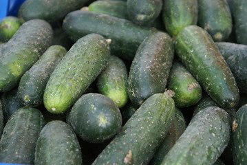 Green cucumber. Cucumber selection