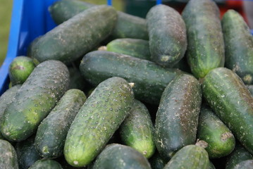 Green cucumber. Cucumber selection