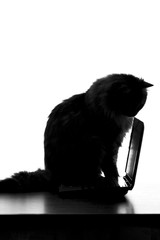 Fototapeta na wymiar silhouette of a cat sitting on the keyboard