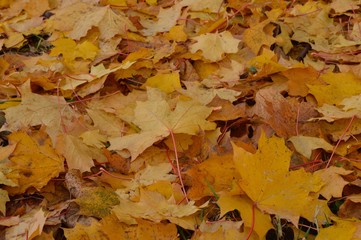 Autumn colored maple leaves hanging on lawn