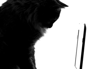 silhouette of a cat looking at the netbook game