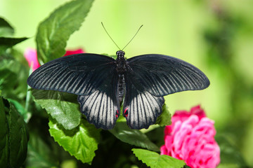 The transformation of the larvae and pupae of butterflies. Butterfly Farm.