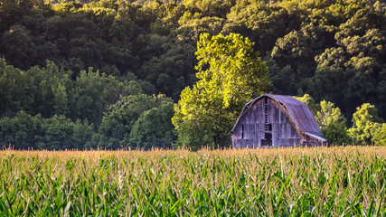 Late Summer Barn