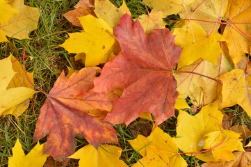 Autumn colored maple leaves hanging on lawn
