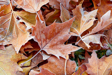 Frosted autumn leaves