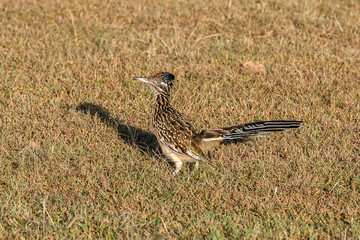 Roadrunner