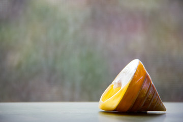 Seashell in a Beach House Window