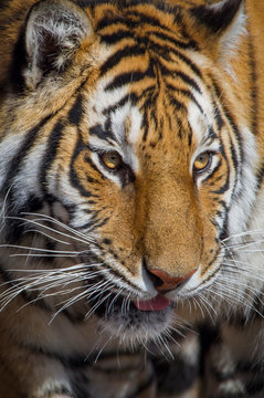 Amur Tiger