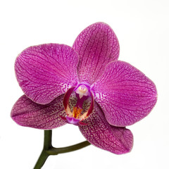 Pink streaked orchid flower on white background