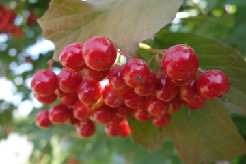 bunches of red viburnum berries on a branch, ripening in late summers