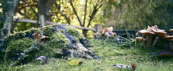Mushrooms in an Englsh Garden