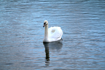 swan