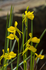 tropical forest flower plant