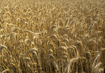 Weizenfeld in Totalansicht