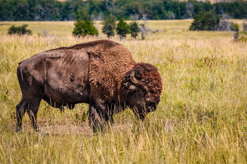 Buffalo
