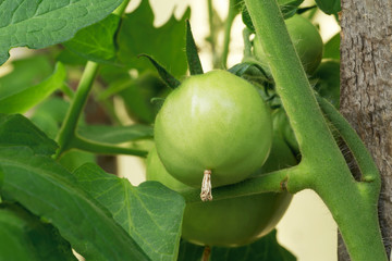 Fototapeta premium Green Tomatoes in a garden