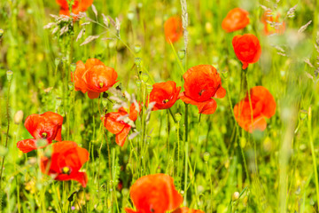 Red poppies in a summer meadow on sunny day