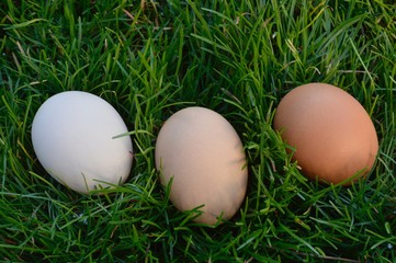Three easter chicken eggs on green grass