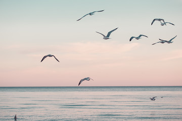 Obraz premium Stado mew w dużej grupie na wodzie jeziora morskiego i latające na niebie podczas zachodu słońca latem, stonowane retro filtrami hipster hipster, efekt filmowy