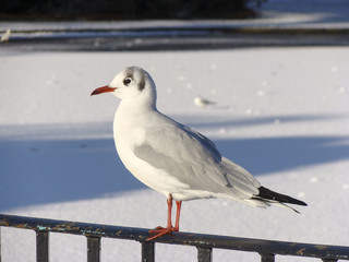 Seagull at the lake in St Albans