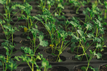 young green sprout in the ground in boxes