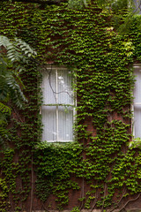 vertical window surrounded in overgrown ivy