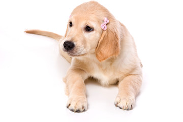 Beige puppy Labrador (isolated on white)