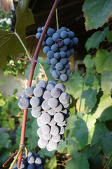 Blue grapes