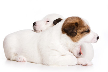 Two puppy dog Jack Russell Terrier (isolated on white)