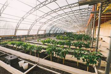 Green plants in pots and beds in greenhouse