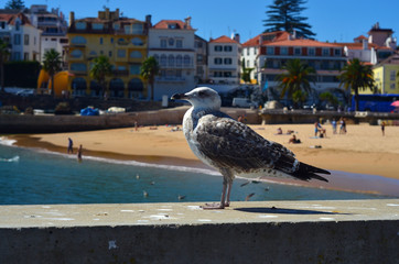 Portugal - Cascais - obrazy, fototapety, plakaty