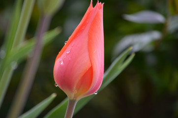 tulip