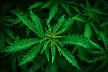 Naklejka na ściany i meble Cannabis marijuana leaf closeup background