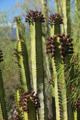 Teneriffa - Wolfsmilchgewächs