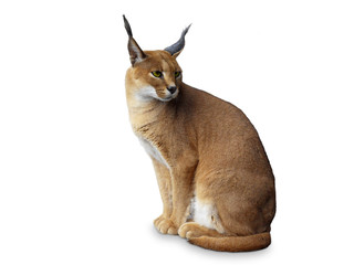 Caracal African wild cat . Isolated on white